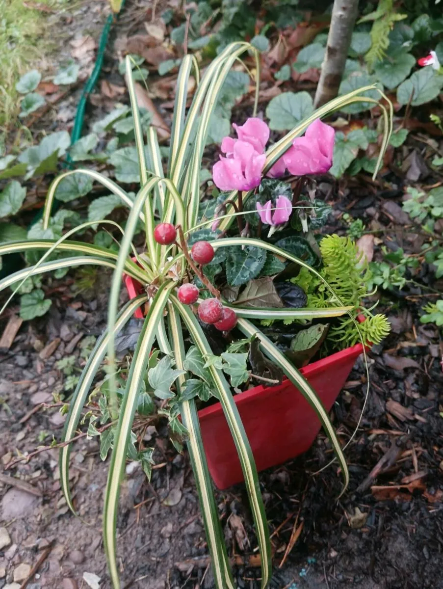 Pots 10 each - Image 2