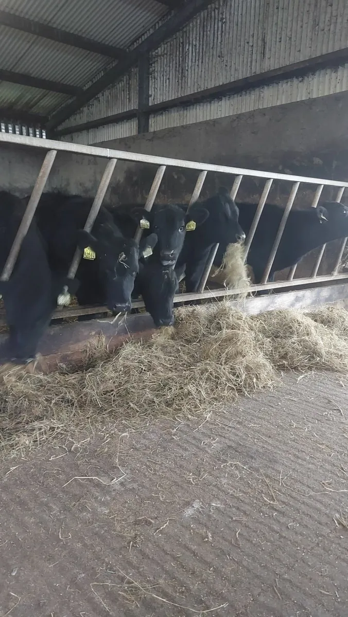 AAX  weanling Heifers - Image 1