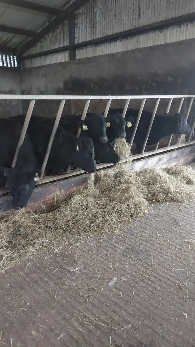 AAX  weanling Heifers - Image 2