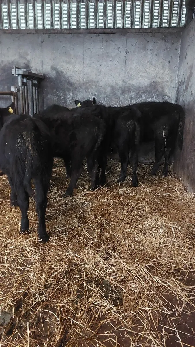 AAX  weanling Heifers - Image 3