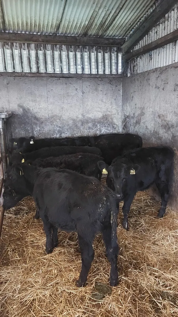 AAX  weanling Heifers - Image 4