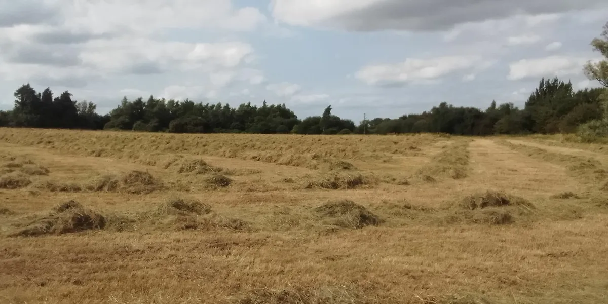 Bales of silage/haylage - Image 1