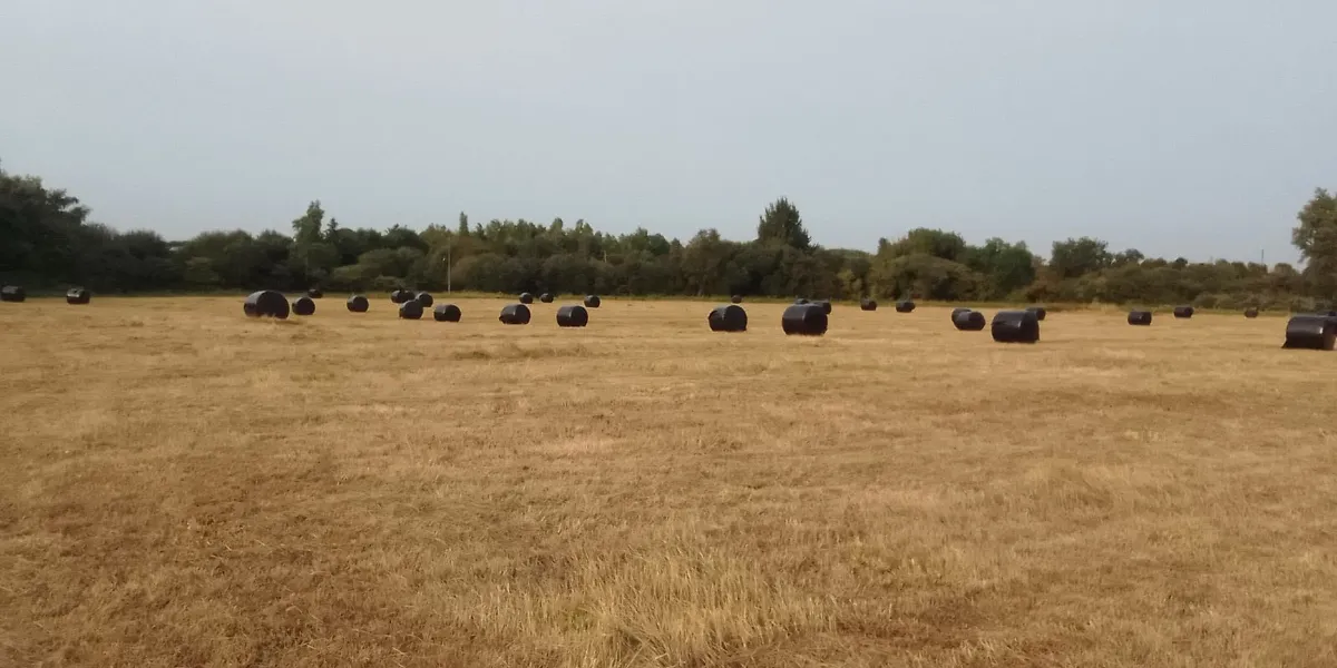 Bales of silage/haylage - Image 2
