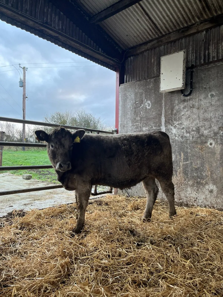 3 Organic weaning Hiefers - Ballina mart - Image 2