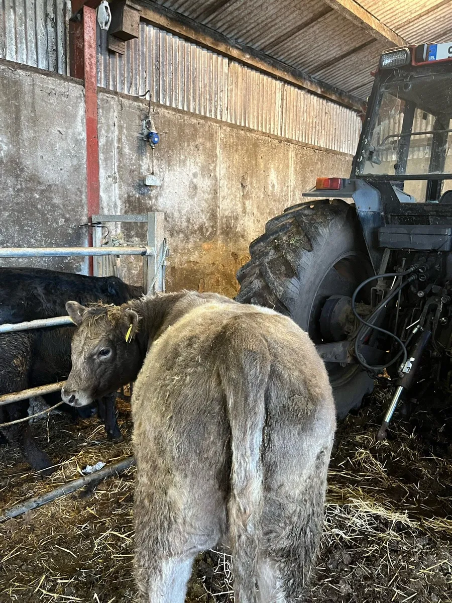 3 Organic weaning Hiefers - Ballina mart - Image 3