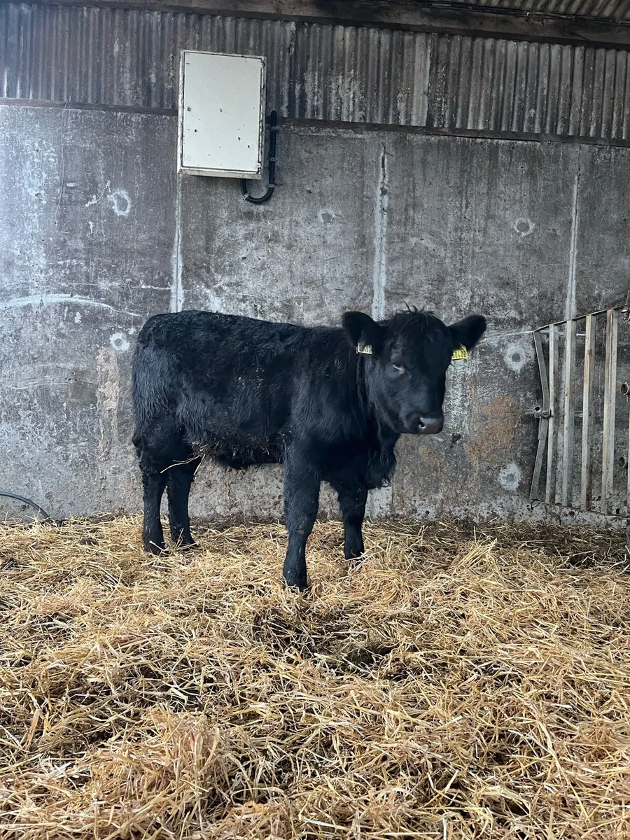 3 Organic weaning Hiefers - Ballina mart - Image 4