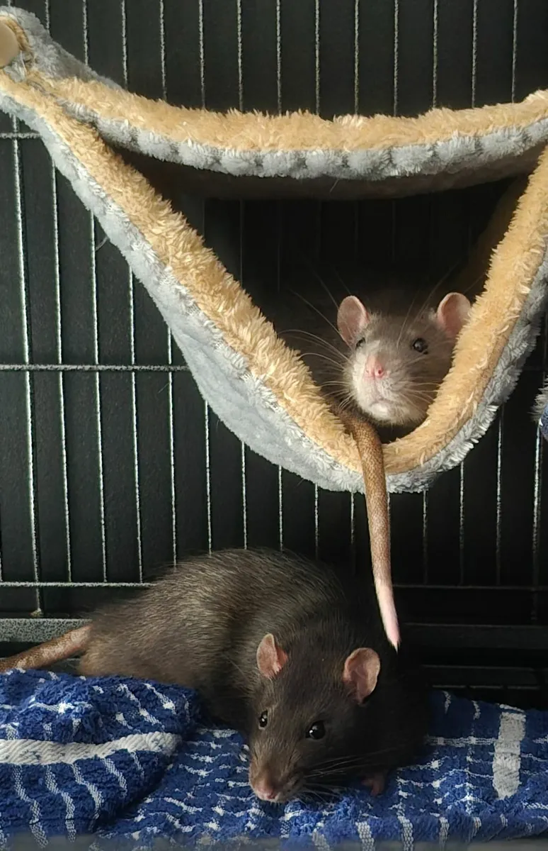 2 male rats (1 years old) - Image 1