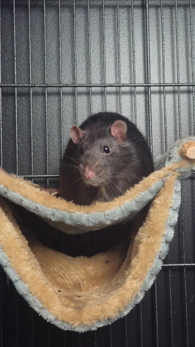 2 male rats (1 years old) - Image 2