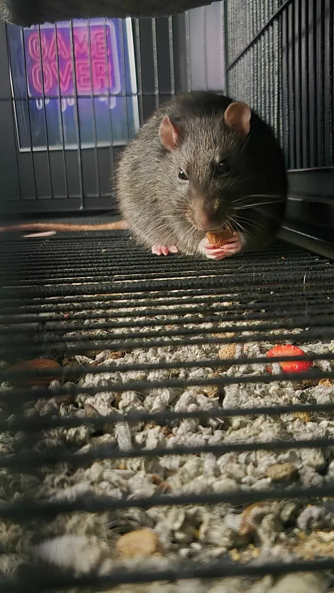 2 male rats (1 years old) - Image 3