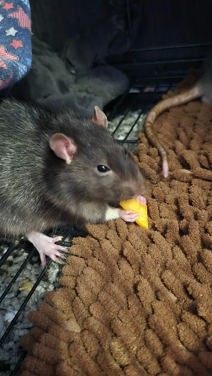 2 male rats (1 years old) - Image 4