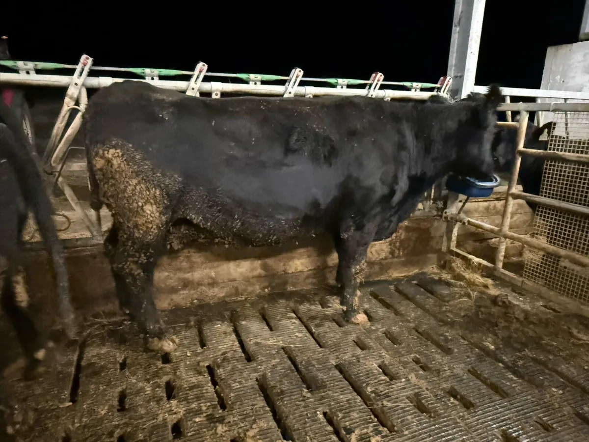 PBR Angus cow - Image 1