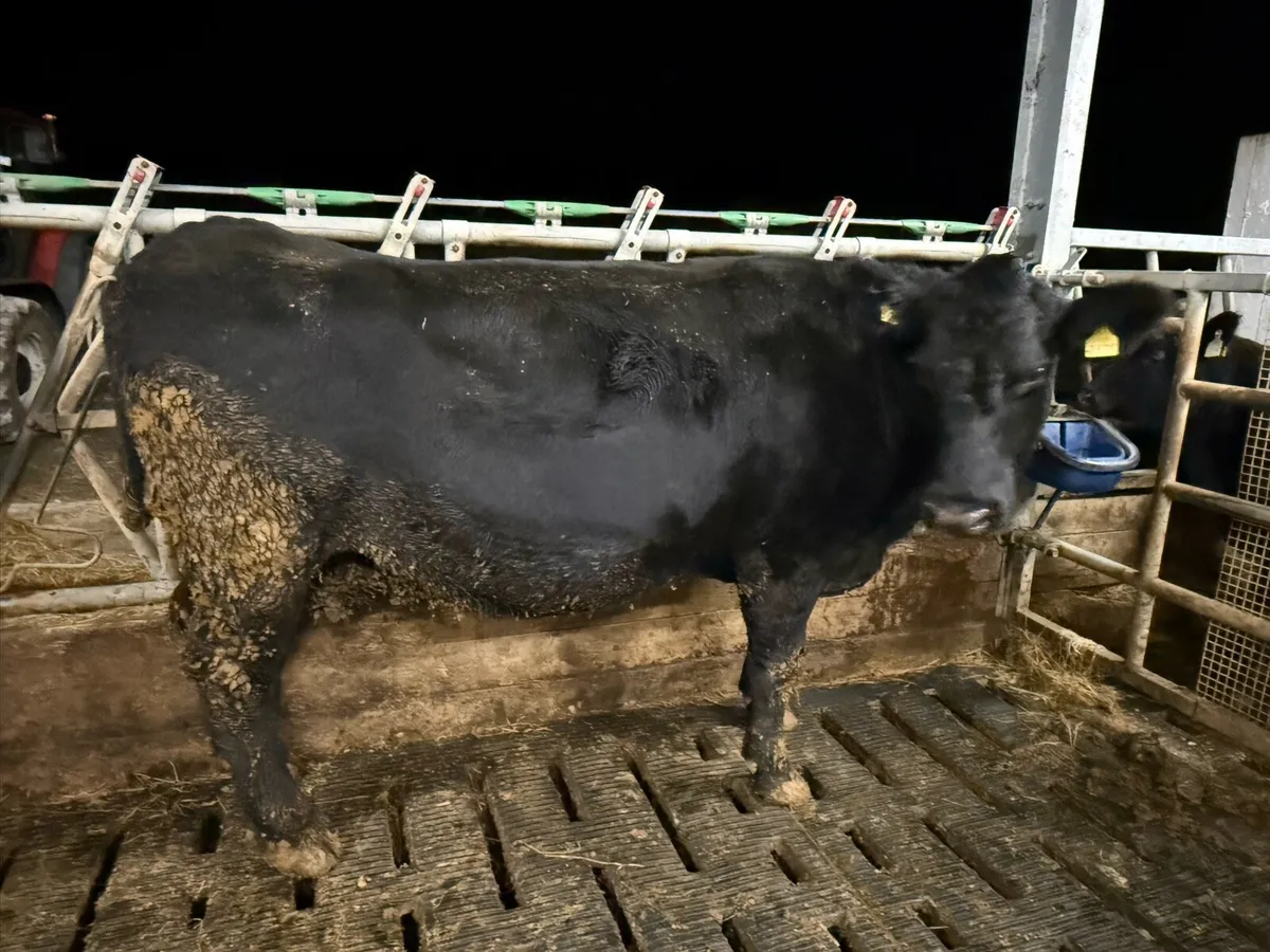 PBR Angus cow - Image 2