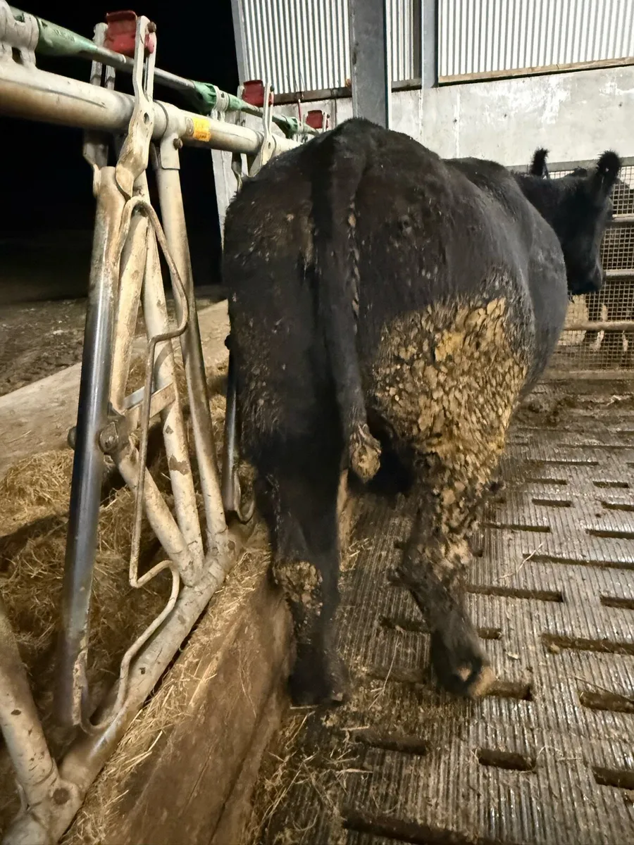 PBR Angus cow - Image 3