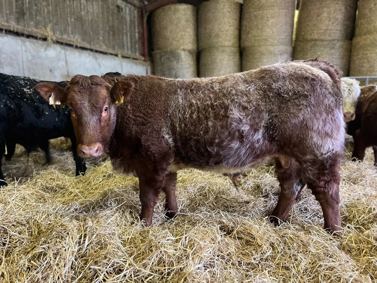AI bred weanlings - Image 1
