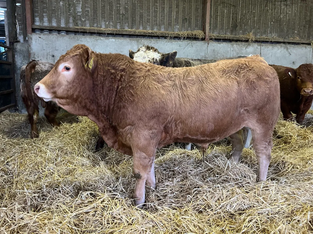 AI bred weanlings - Image 2