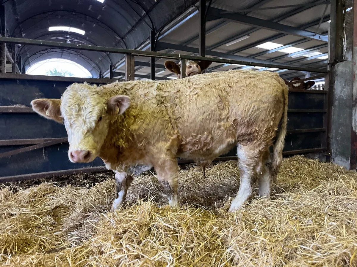 AI bred weanlings - Image 3