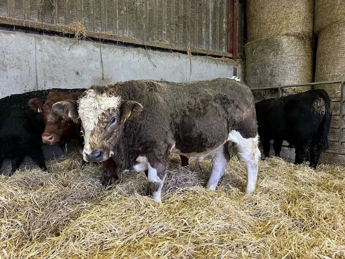AI bred weanlings - Image 4