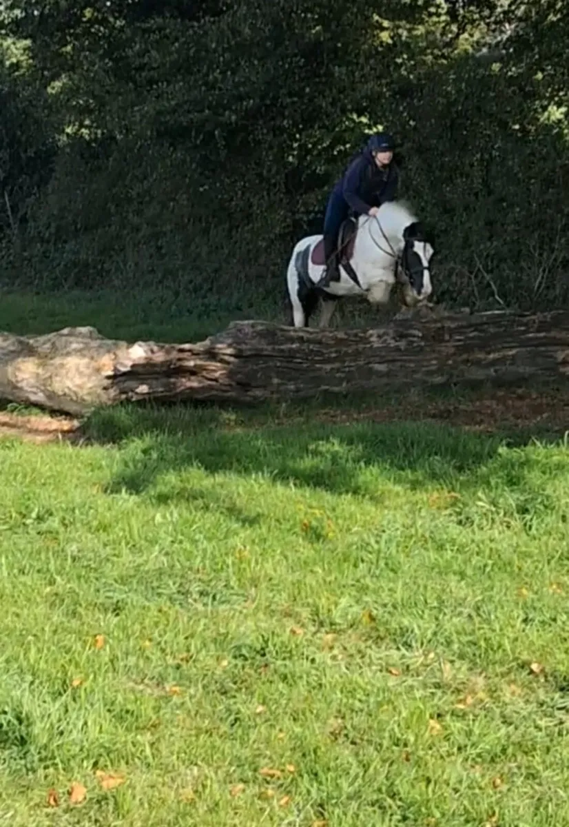 Amazing Allrounder Pony - Image 3