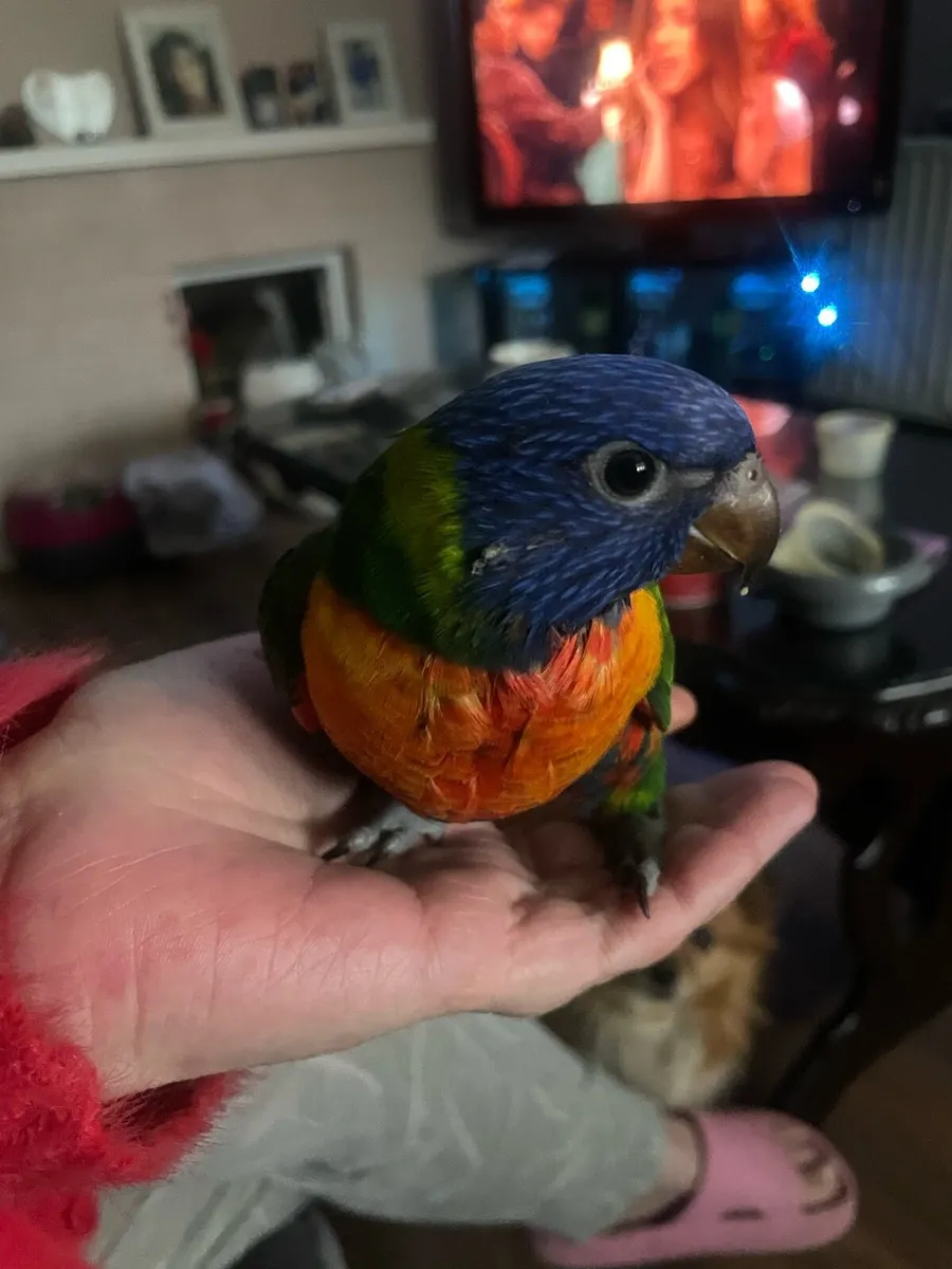 Rainbows lorteets  parrots and  babies chicks - Image 1