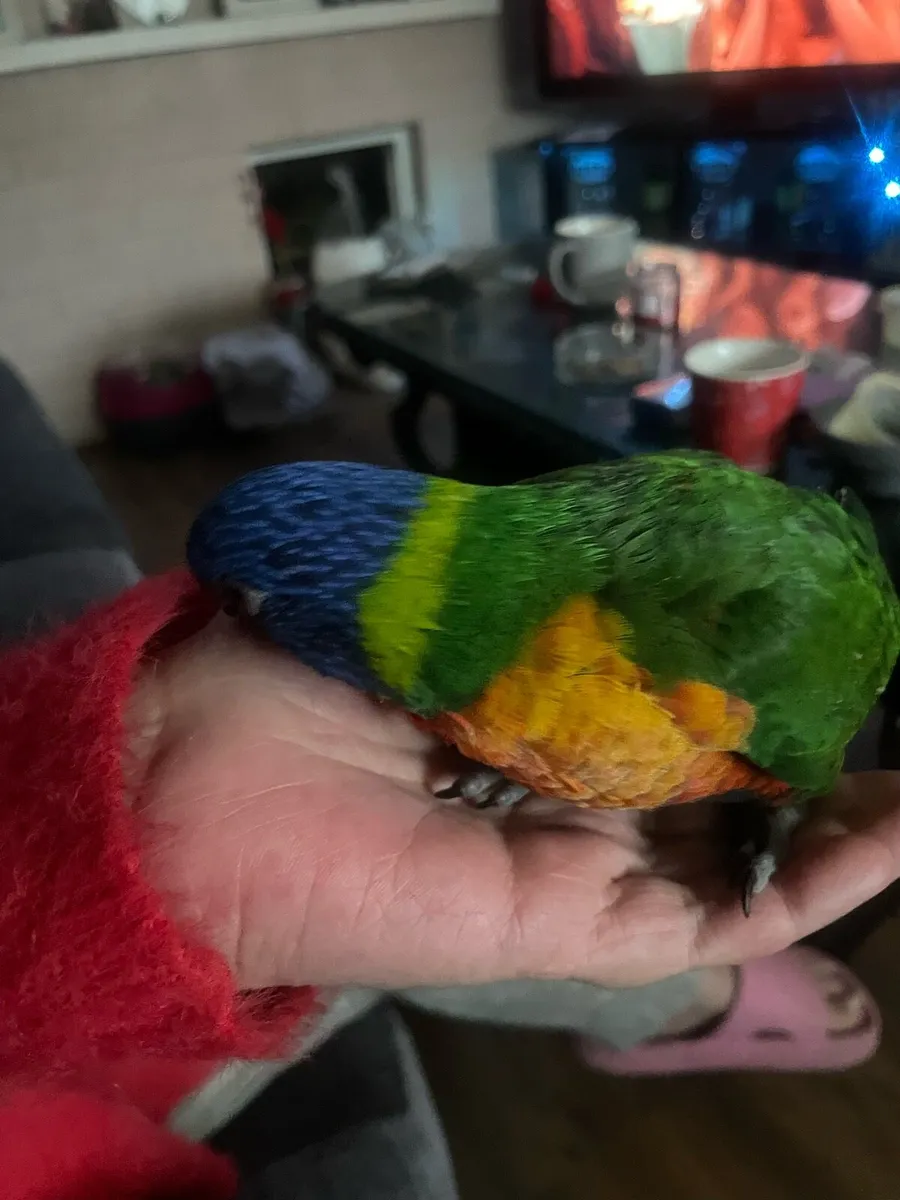 Rainbows lorteets  parrots and  babies chicks - Image 2