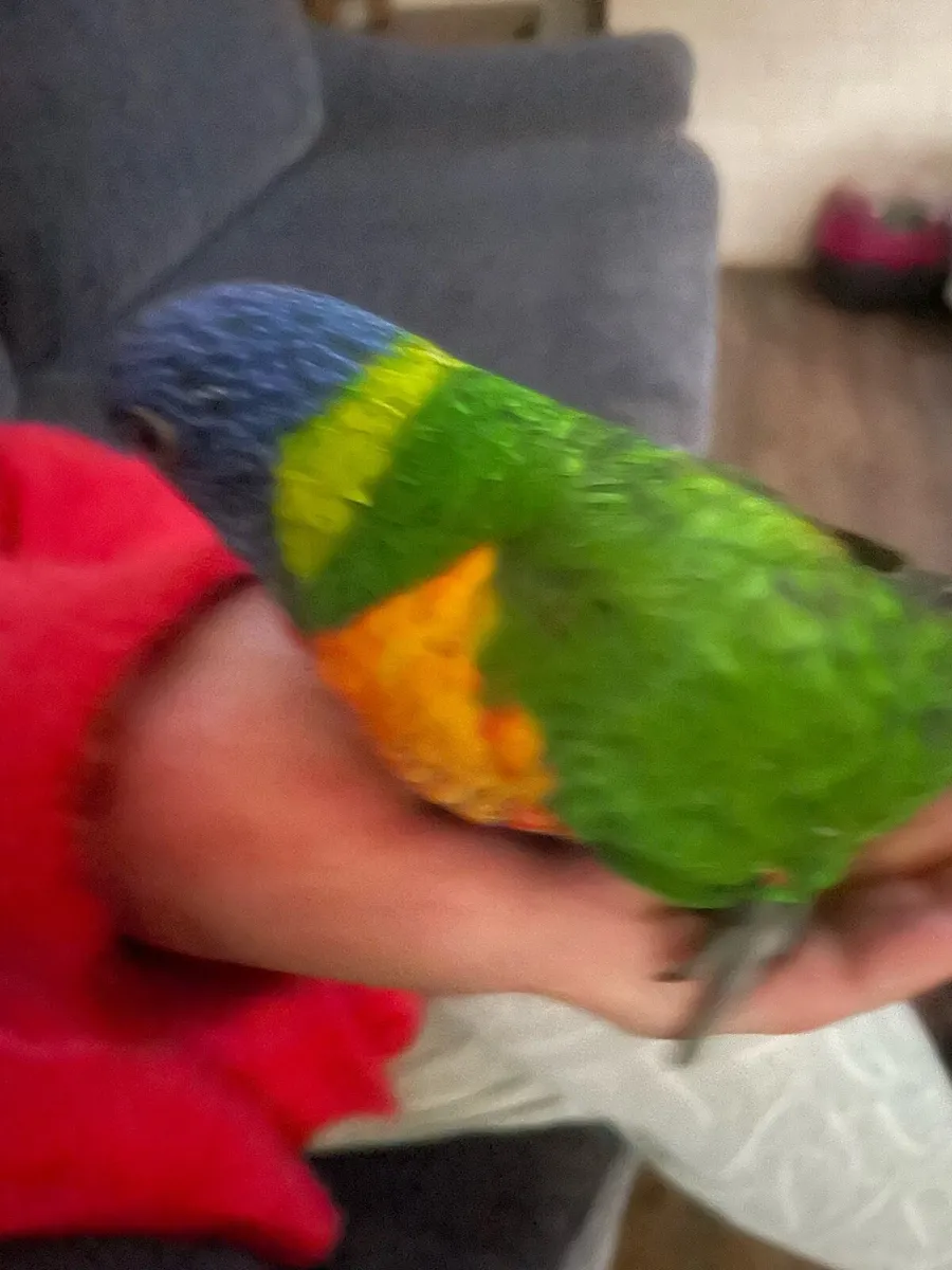 Rainbows lorteets  parrots and  babies chicks - Image 3