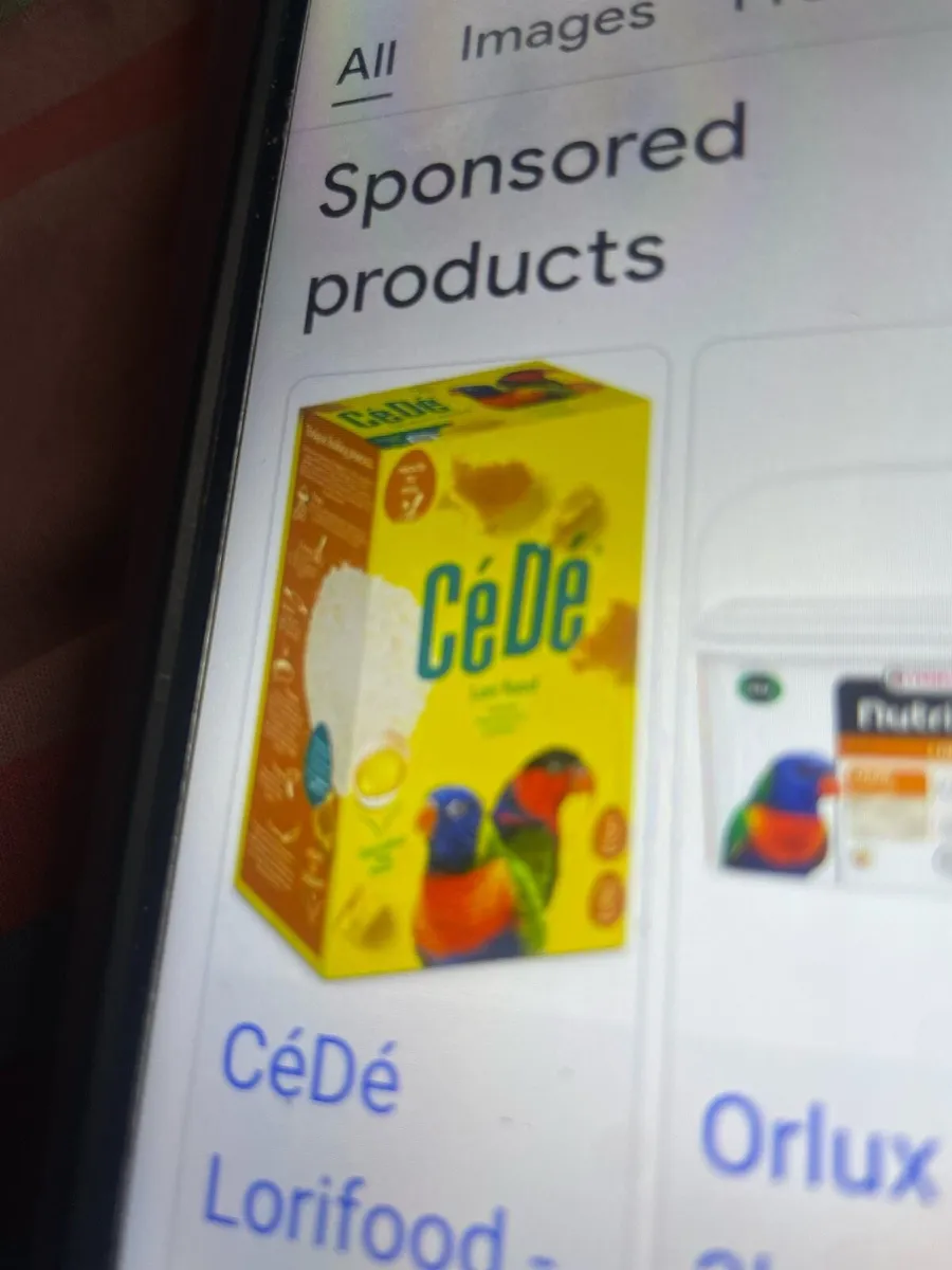 Rainbows lorteets  parrots and  babies chicks - Image 4