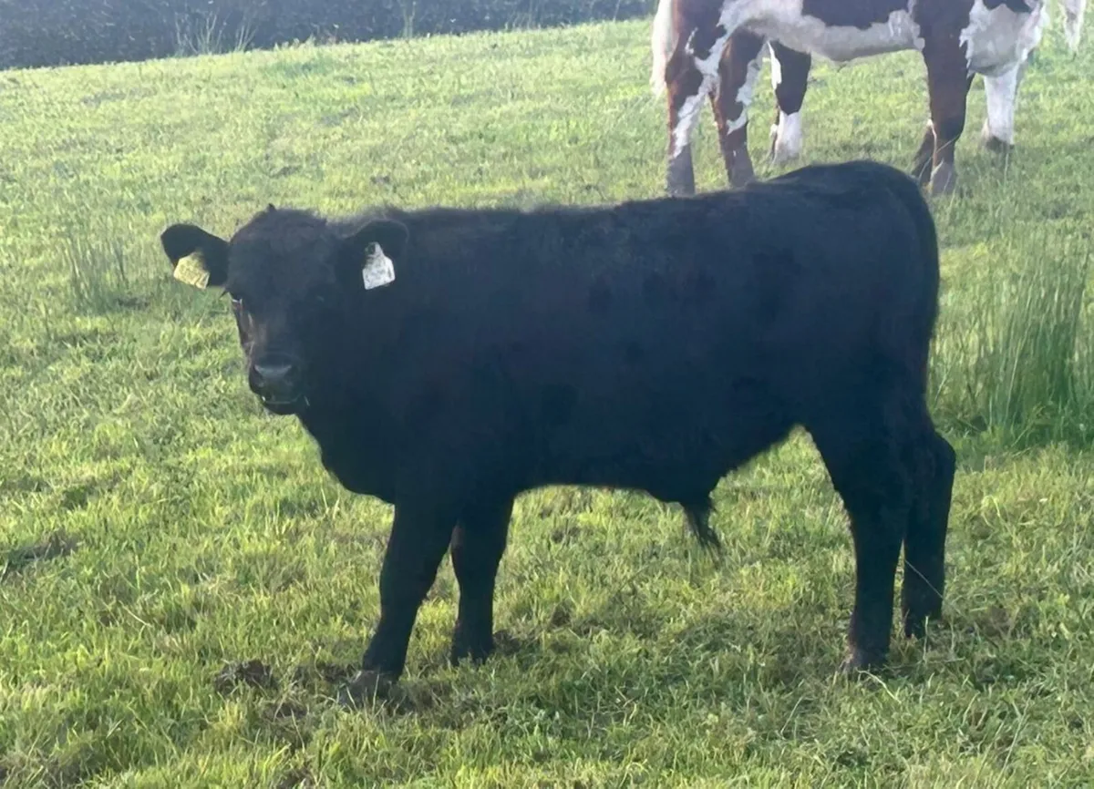 Rare miniature breed organic bull weanling - Image 1