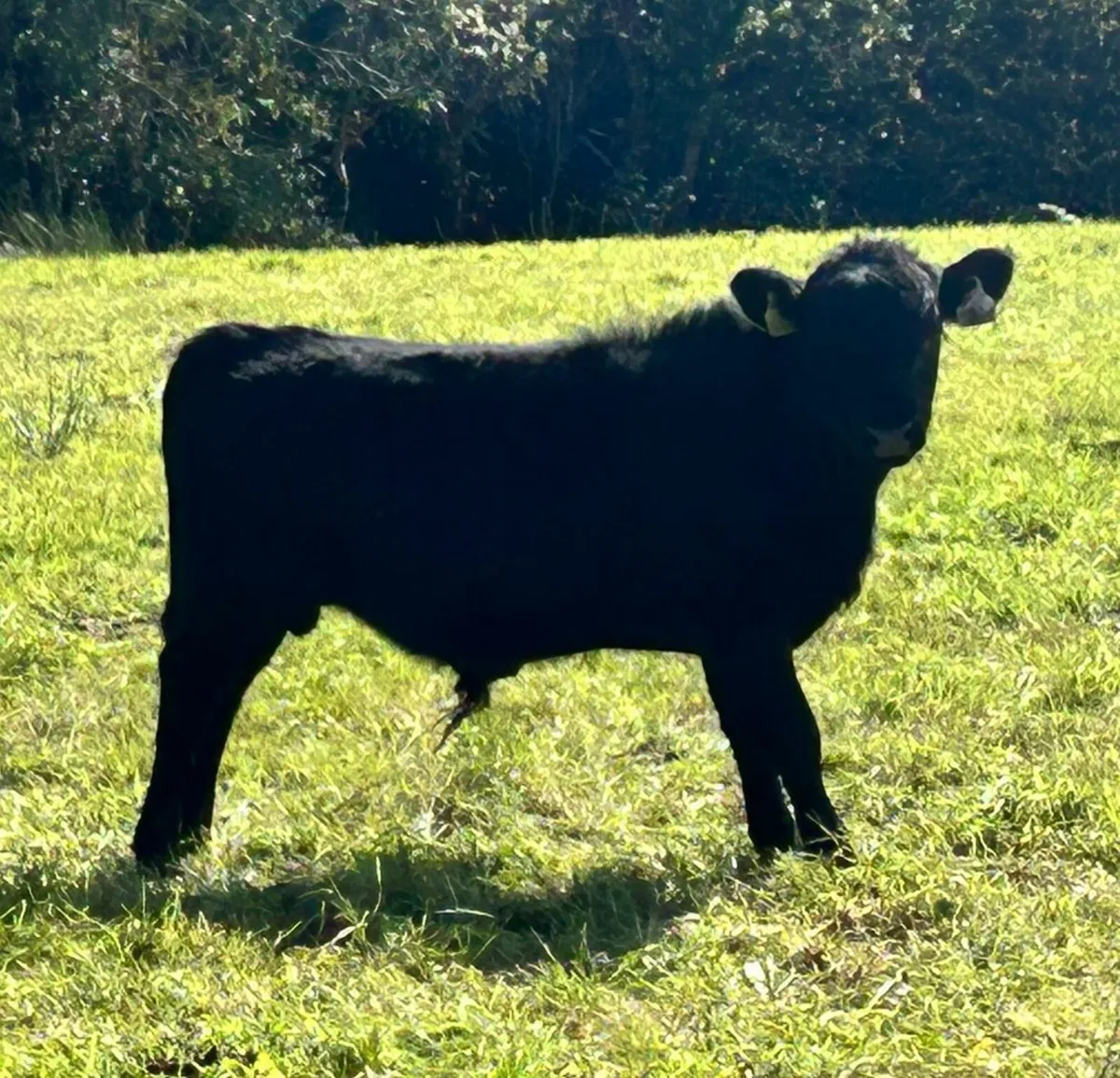 Rare miniature breed organic bull weanling - Image 2