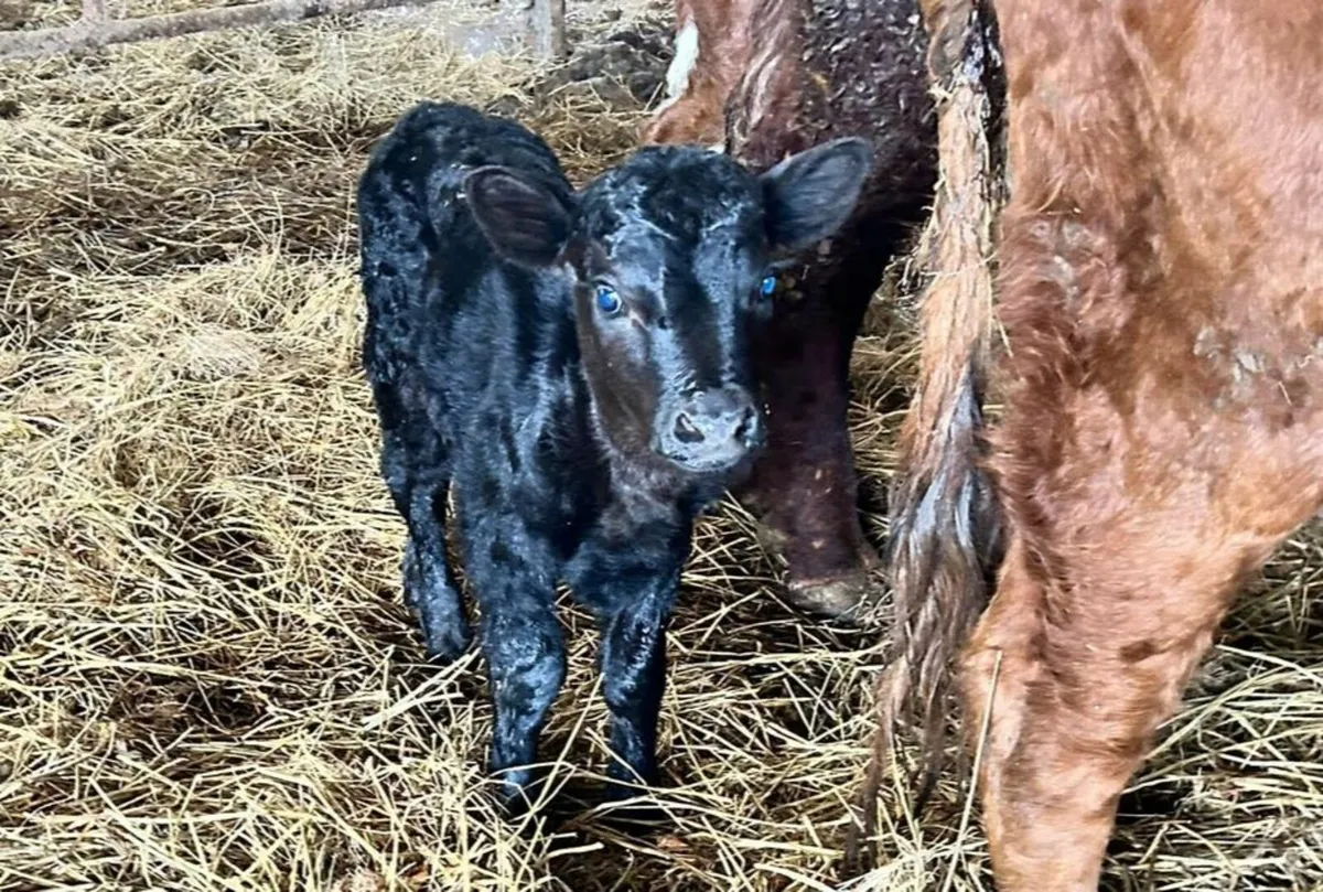 Rare miniature breed organic bull weanling - Image 3