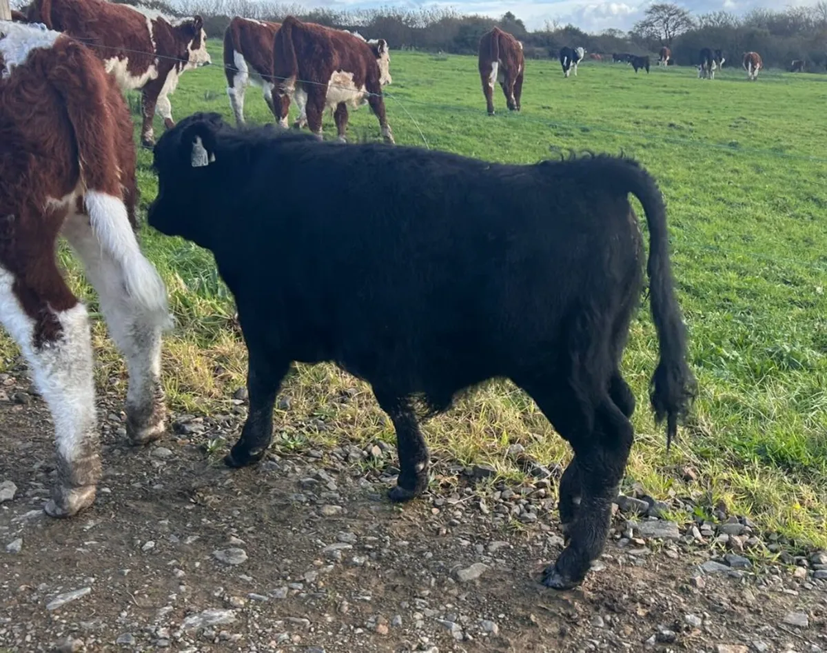 Rare miniature breed organic bull weanling - Image 4