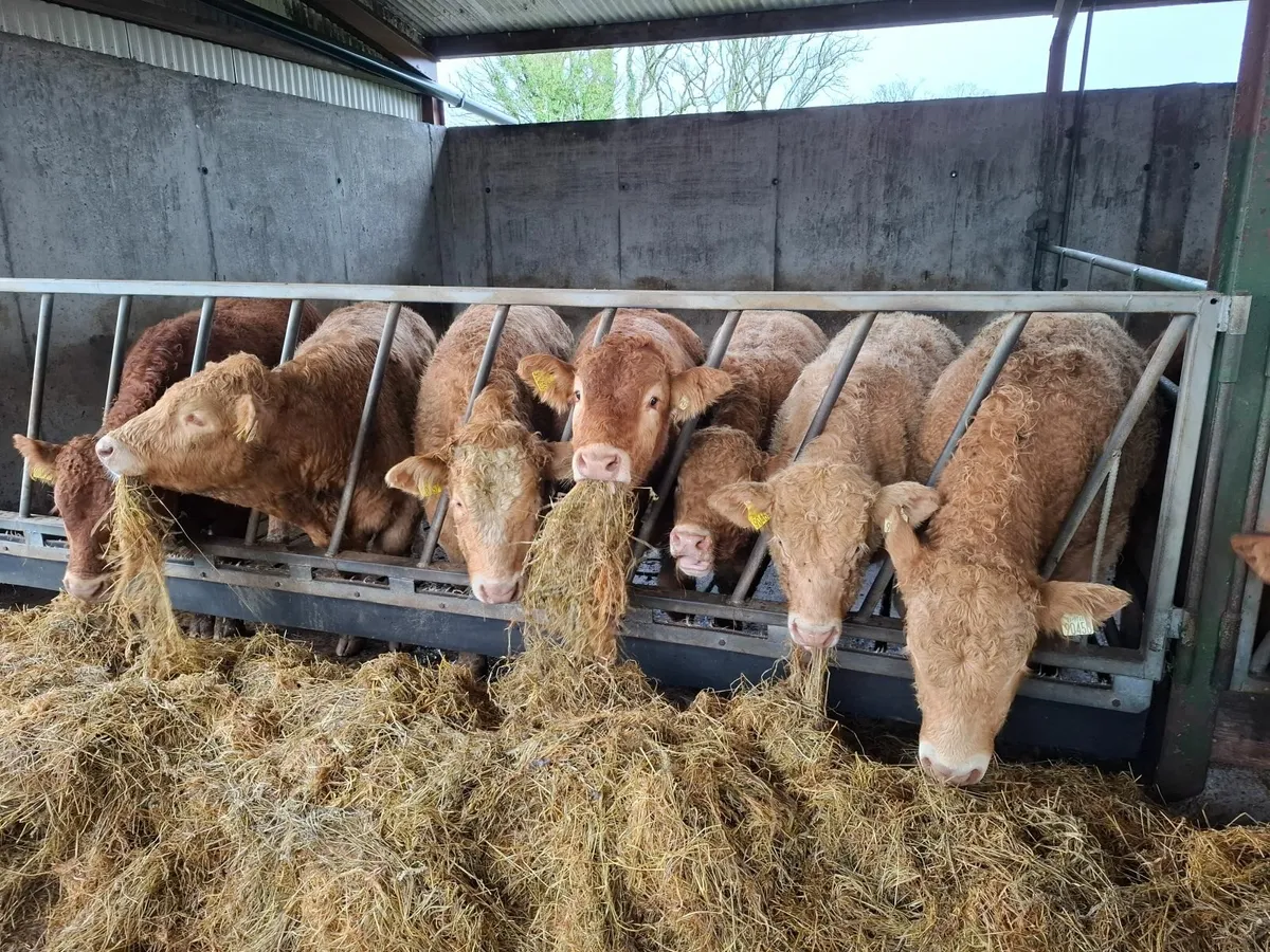 Bull and Heifer Weanlings - Image 1