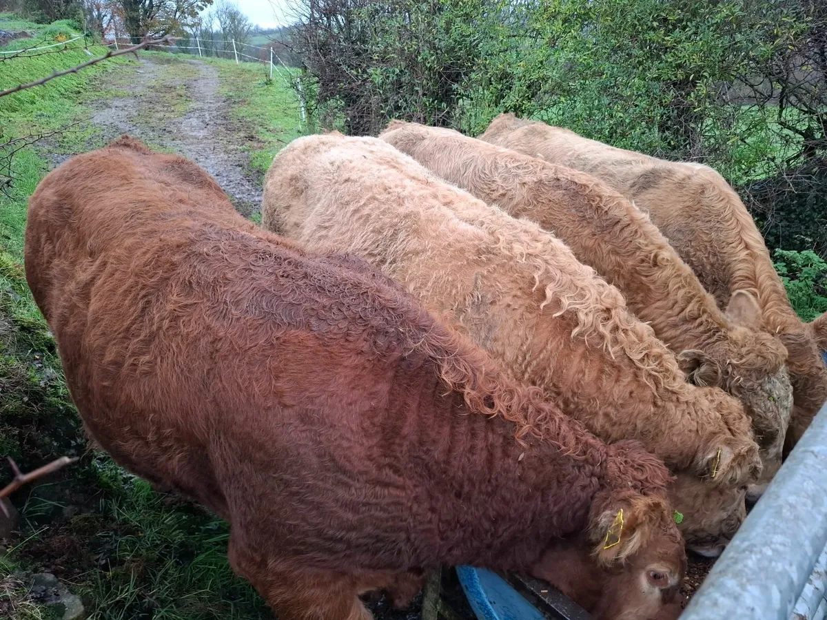 Bull and Heifer Weanlings - Image 2