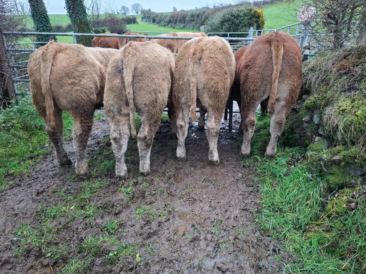 Bull and Heifer Weanlings - Image 3