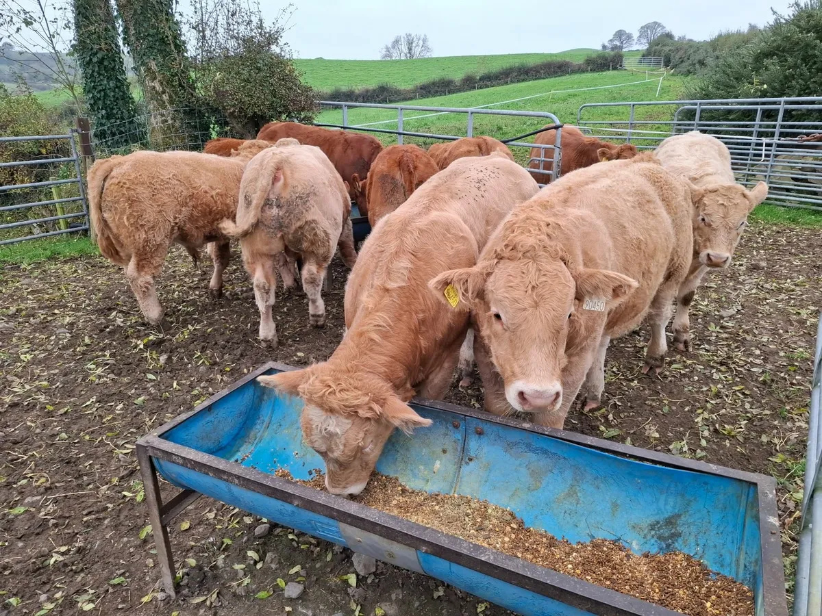 Bull and Heifer Weanlings - Image 4