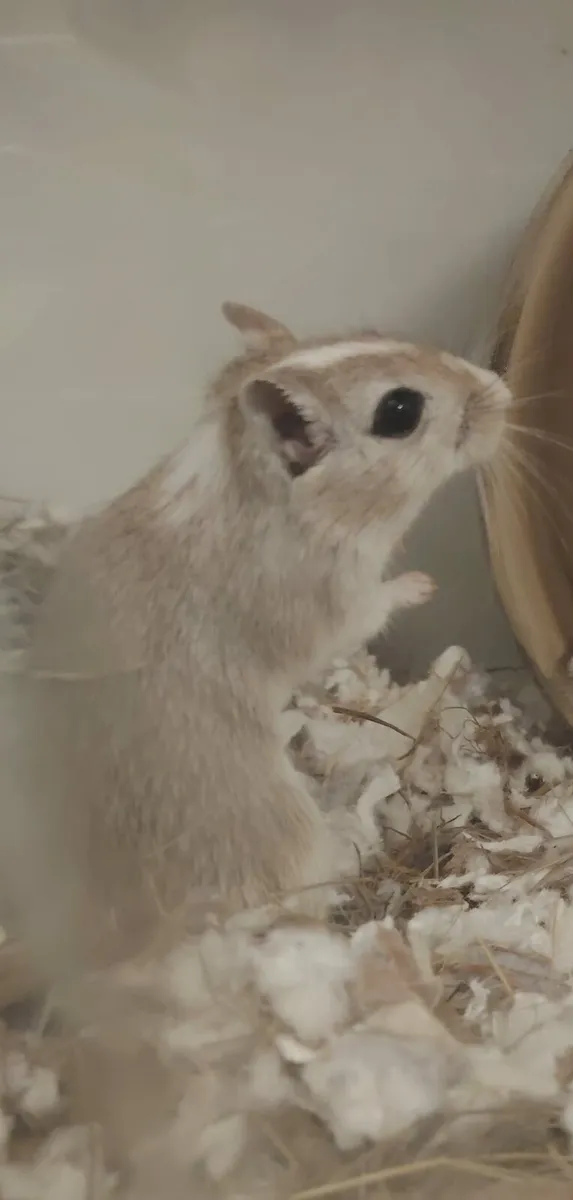 Gerbils - Image 1