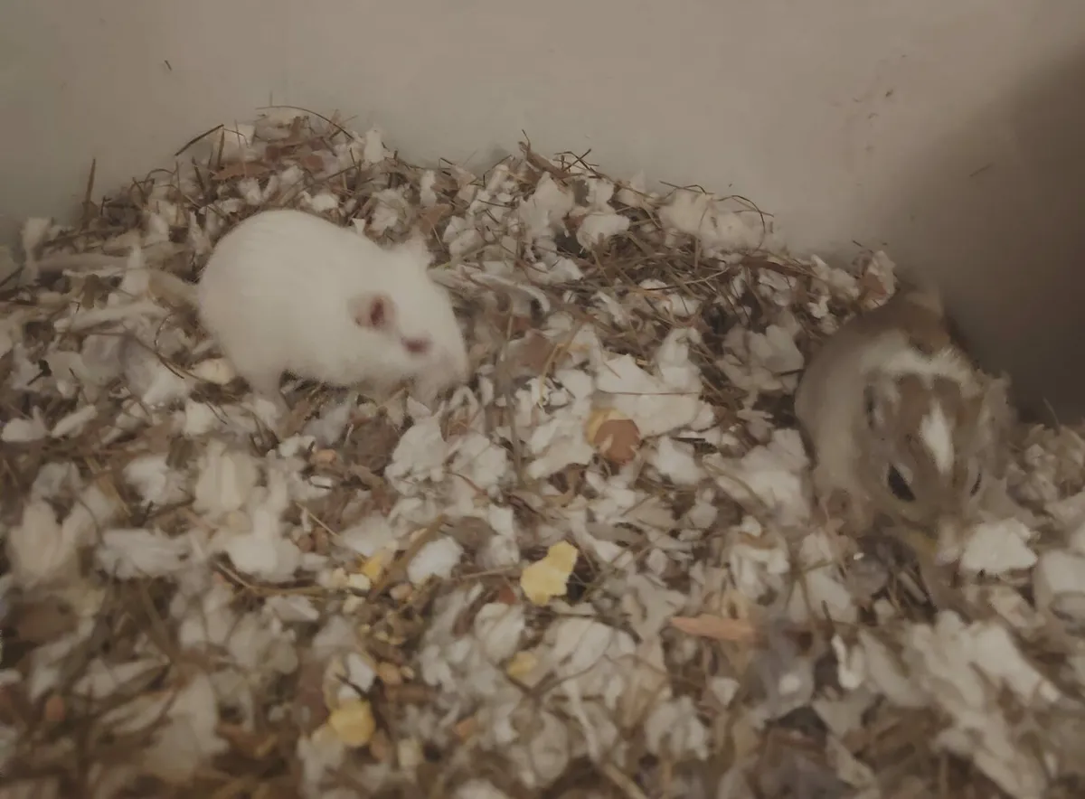 Gerbils - Image 2