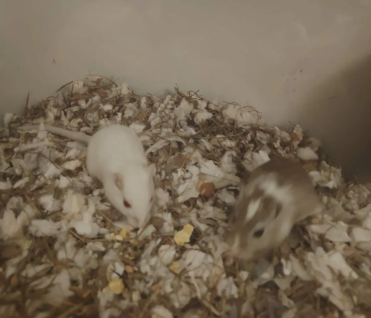 Gerbils - Image 3