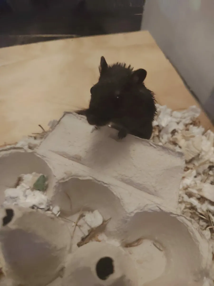 Gerbils - Image 4