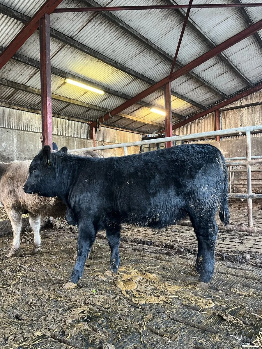 3 Organic weaning Hiefers - Ballina mart - Image 1