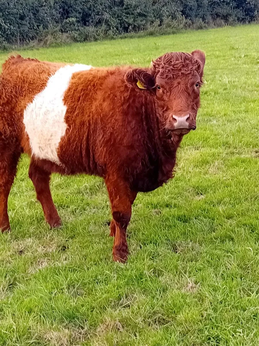 Shorthorn X  Maiden heifers - Image 2