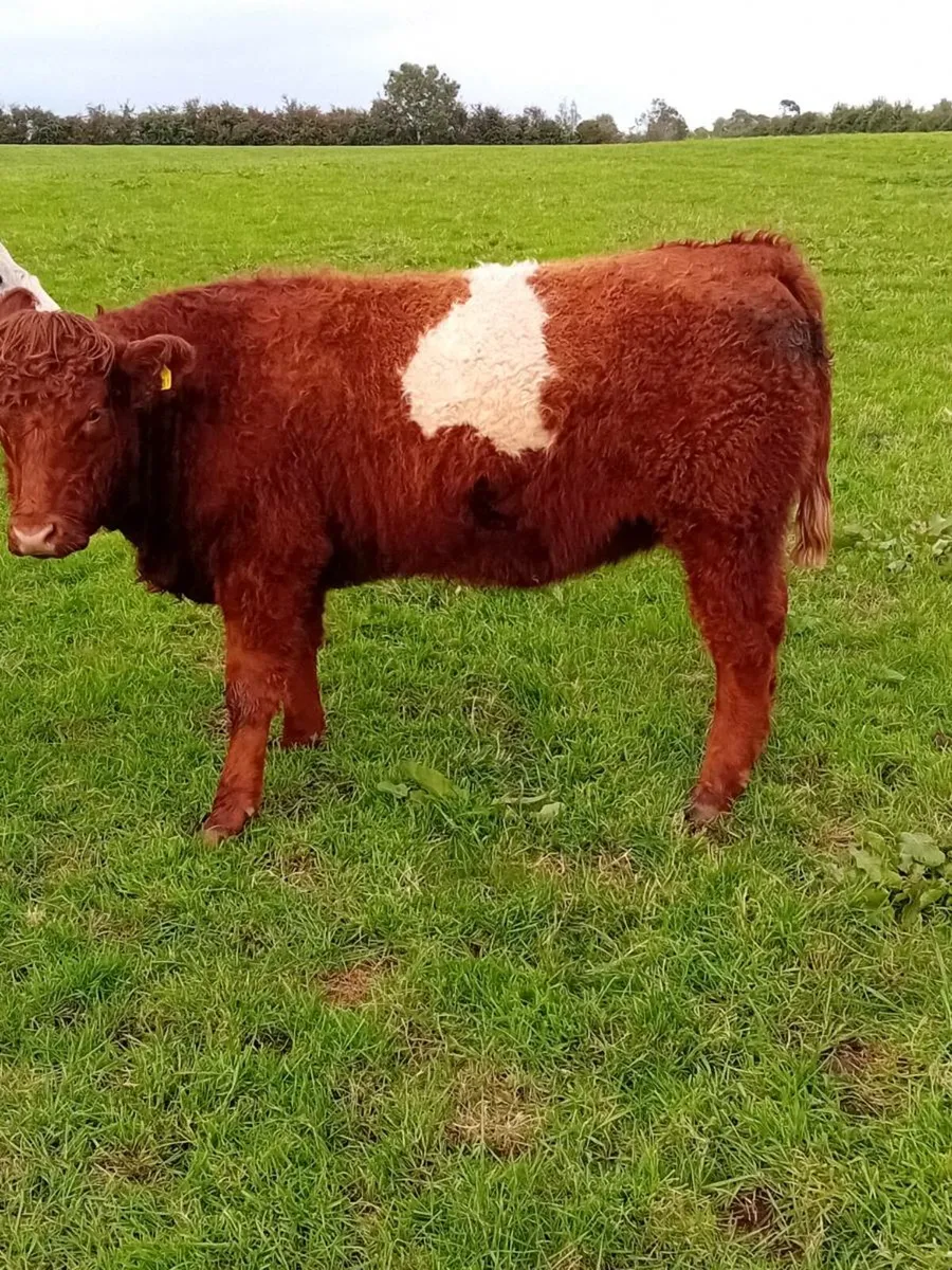 Shorthorn X  Maiden heifers - Image 3