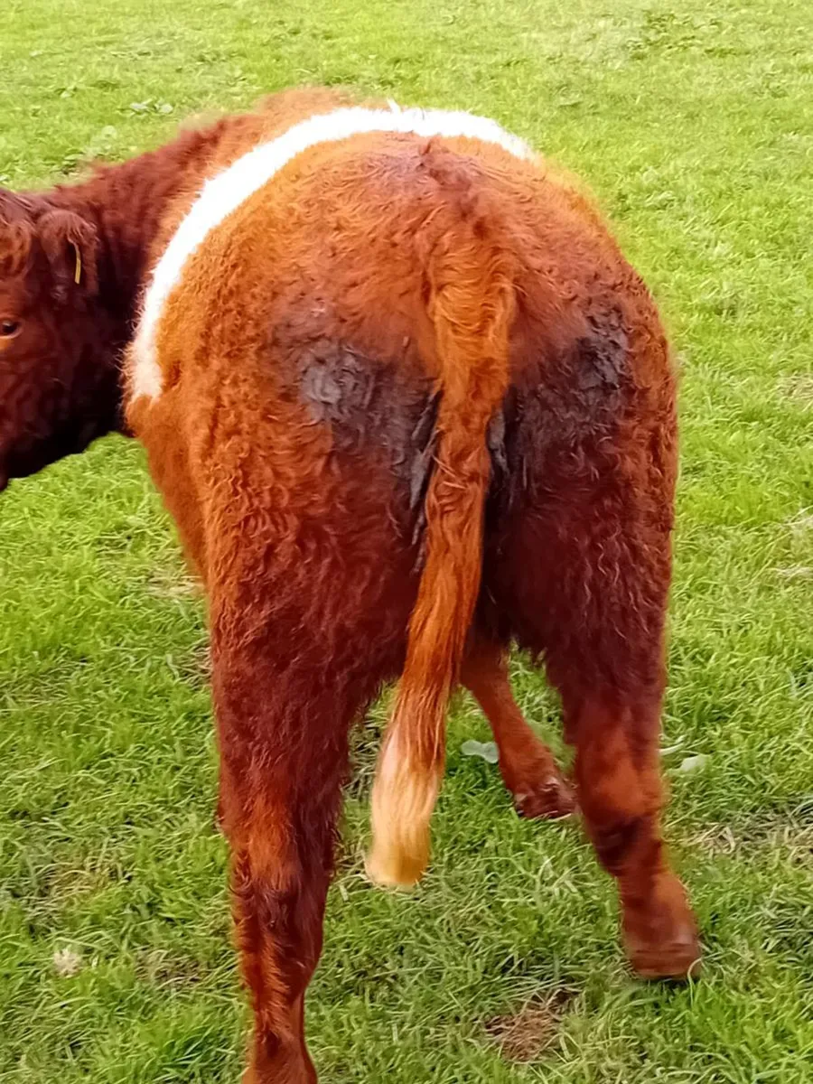 Shorthorn X  Maiden heifers - Image 4