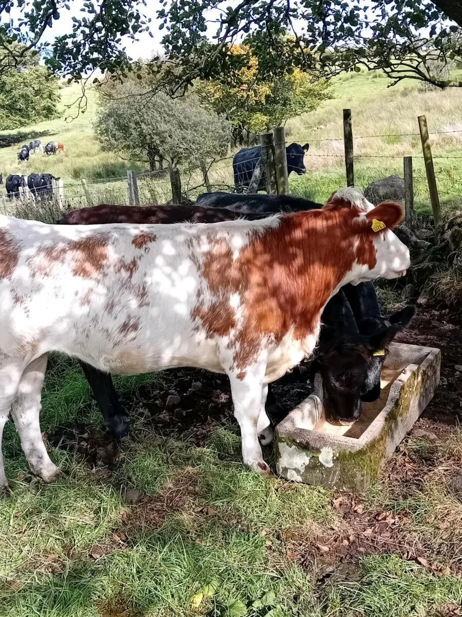 Shorthorn X  Maiden heifers - Image 1