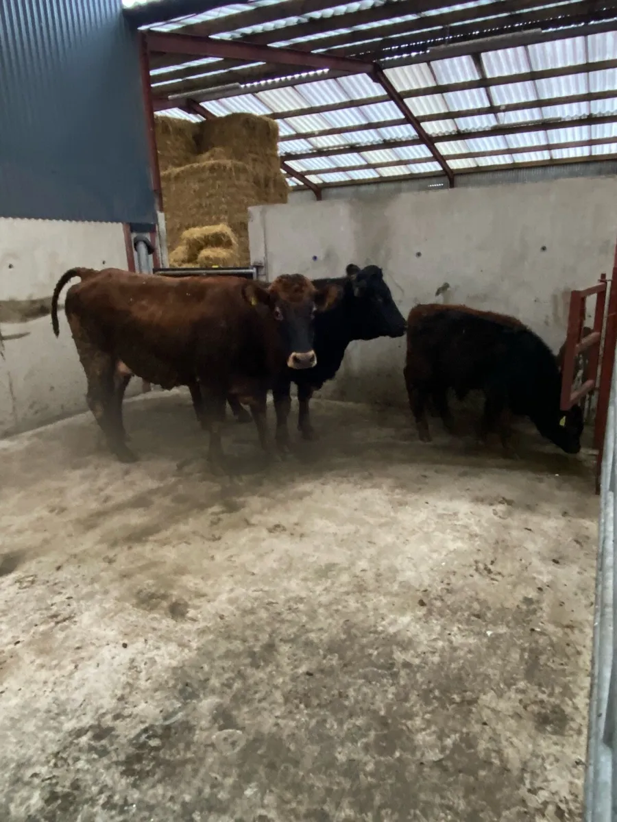 Cows and calves - Image 2