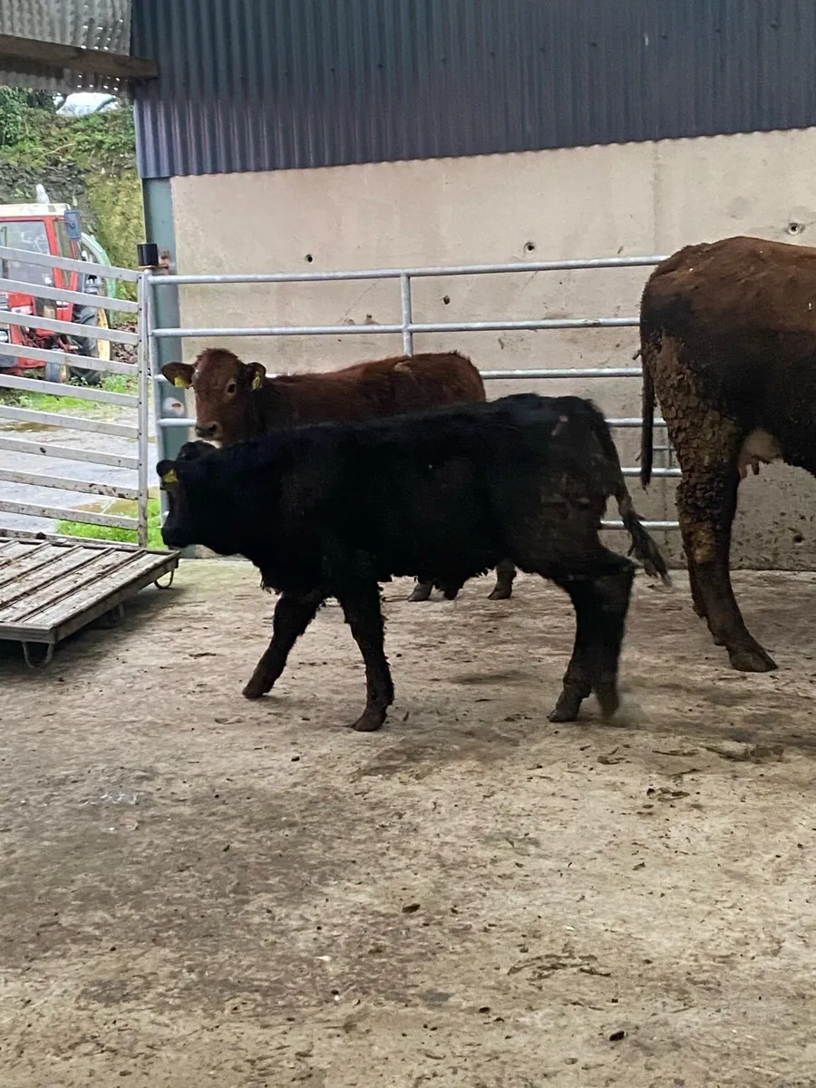 Cows and calves - Image 3