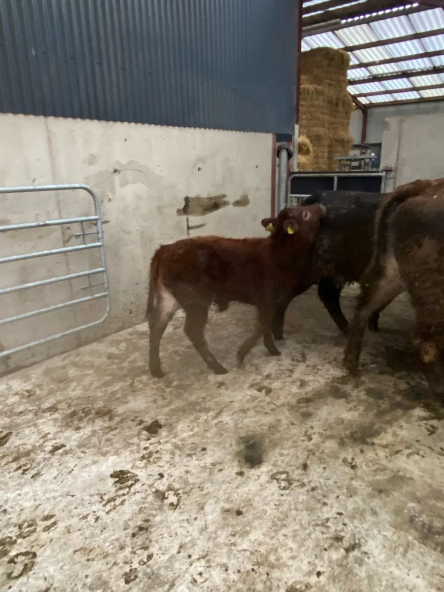 Cows and calves - Image 4