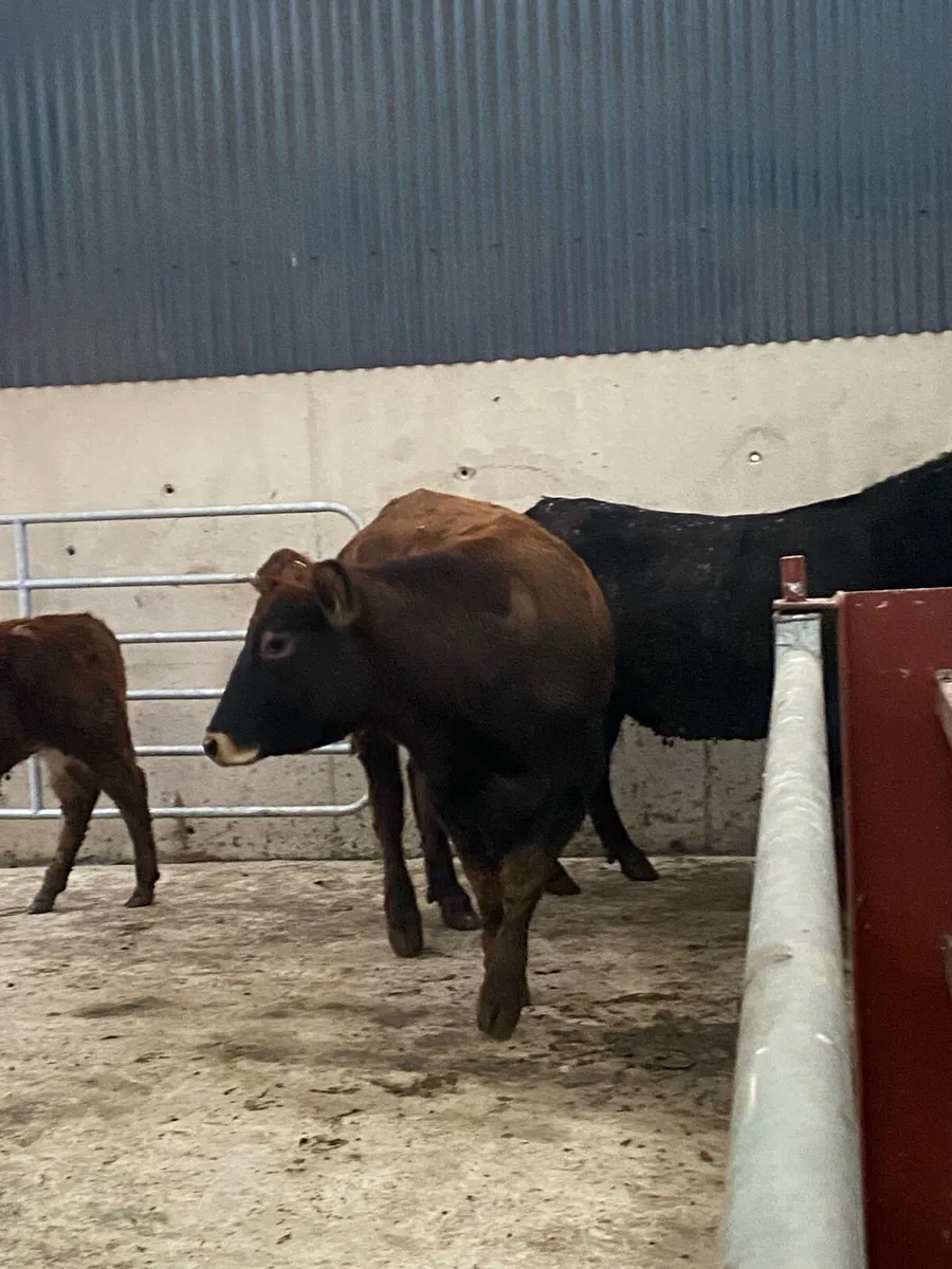 Cows and calves - Image 1