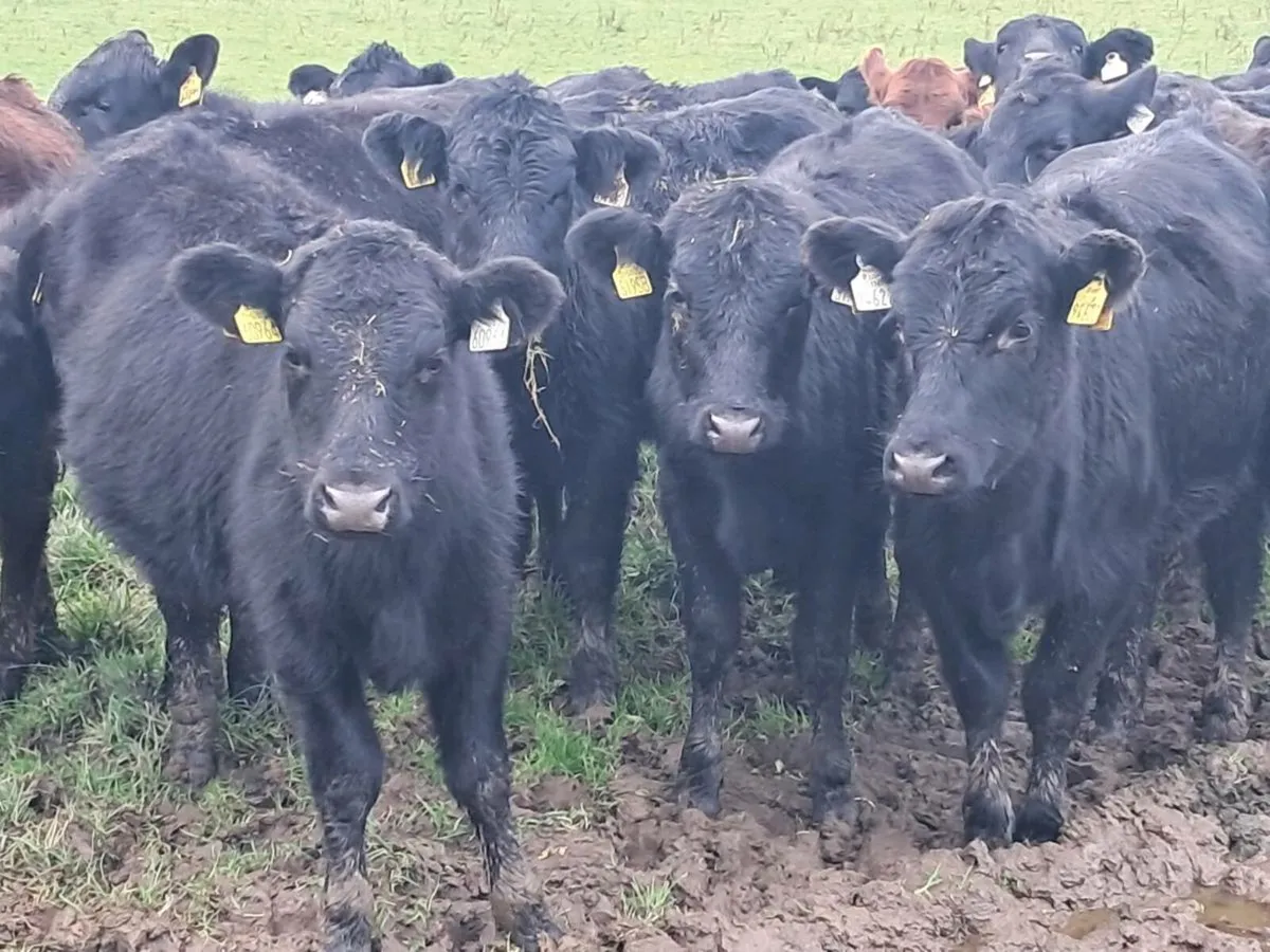 28 ABERDEEN ANGUS HEIFER WEANLINGS - Image 2