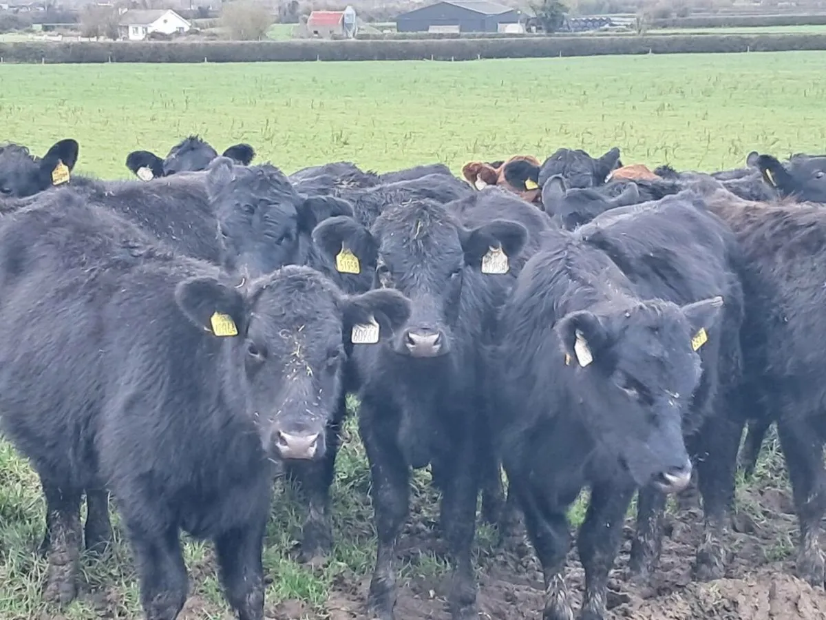 28 ABERDEEN ANGUS HEIFER WEANLINGS - Image 3