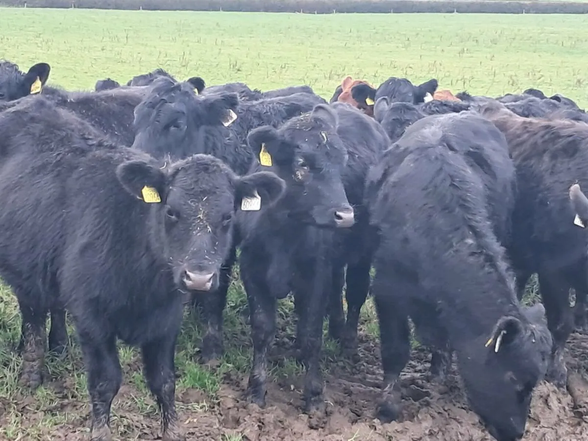 28 ABERDEEN ANGUS HEIFER WEANLINGS - Image 1